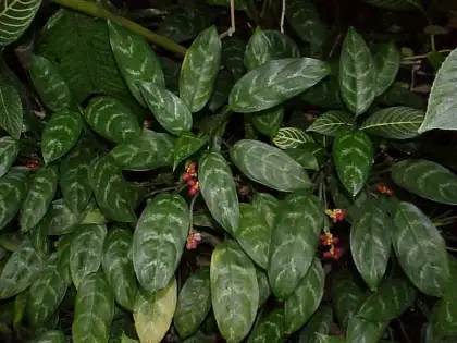 Aglaonema