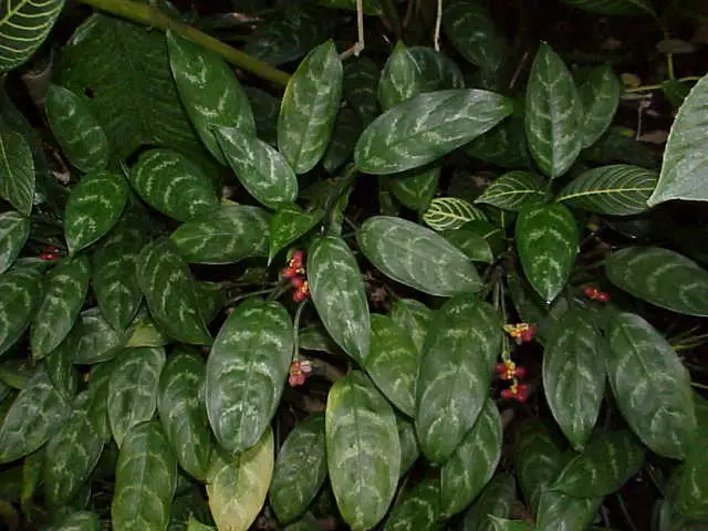 Aglaonema (Aglaonema spp.)