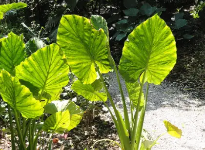 Alocasia