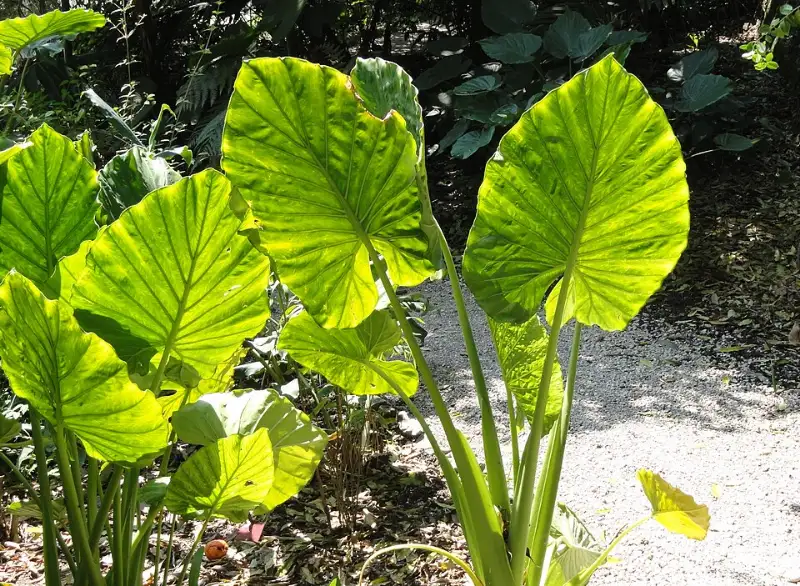 Alocasia (Alocasia spp.)