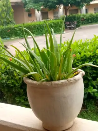 Aloë vera