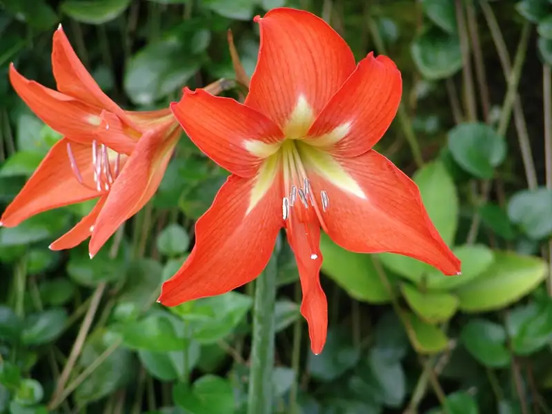 Amaryllis (Hippeastrum spp.)