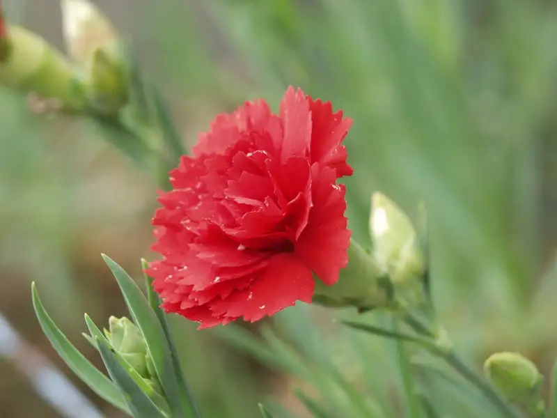 Anjer (Dianthus spp.)