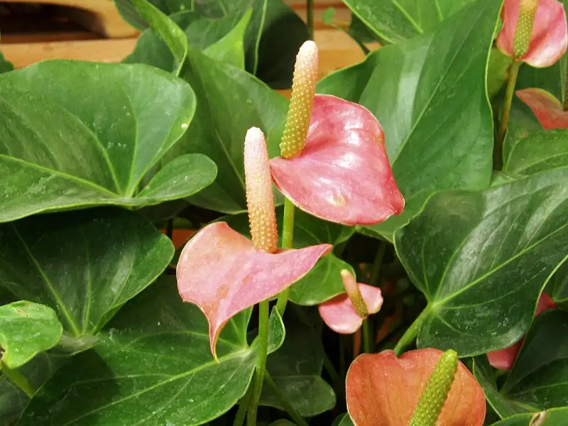 Anthurium (Anthurium andraeanum en andere)
