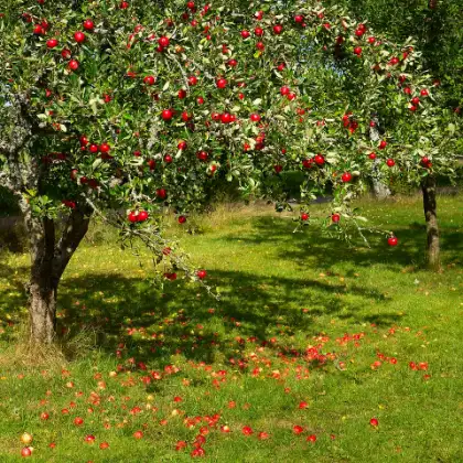 Appelboom