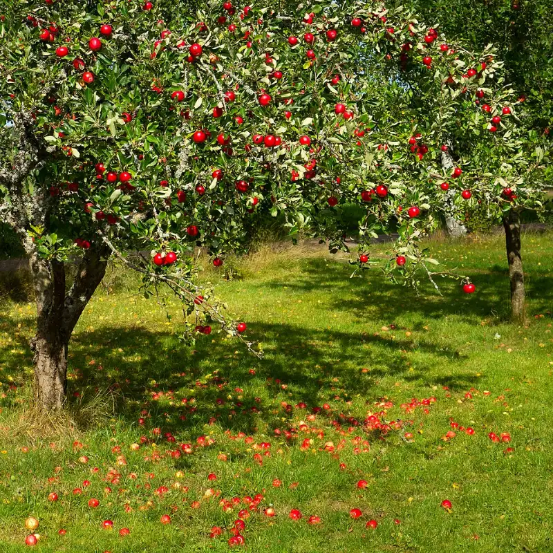 Appelboom (Malus domestica)