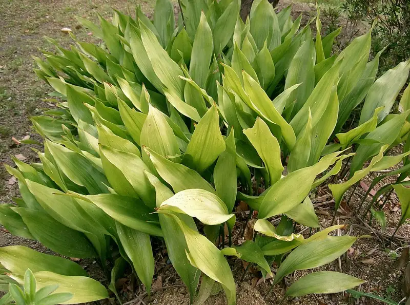 Aspidistra (Aspidistra elatior)