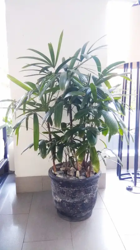 Bamboepalm (Rhapis excelsa)