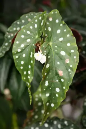 Begonia