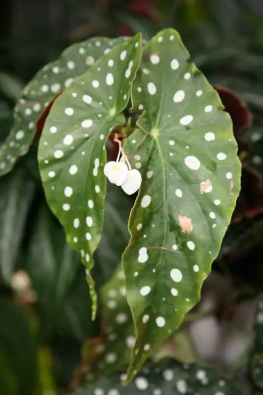 Begonia (Begonia spp.)
