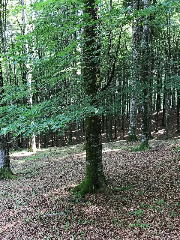 Beuk (Fagus sylvatica)