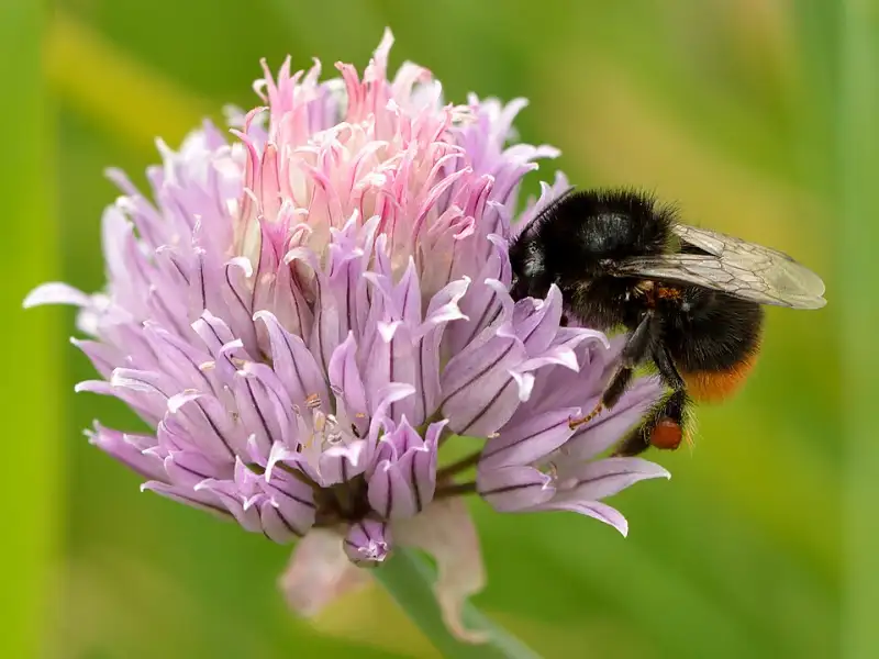 Bieslook (Allium schoenoprasum)