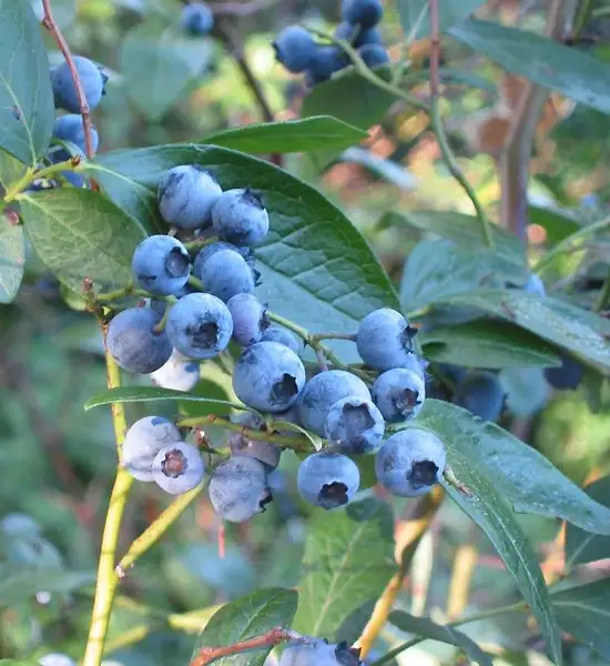 Blauwe bes (Vaccinium corymbosum)
