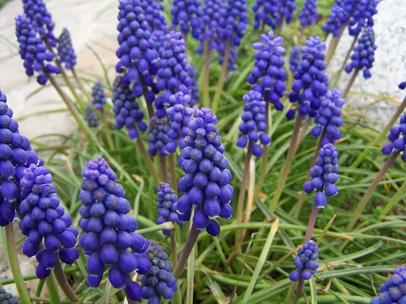 Blauwe druifjes (Muscari armeniacum)