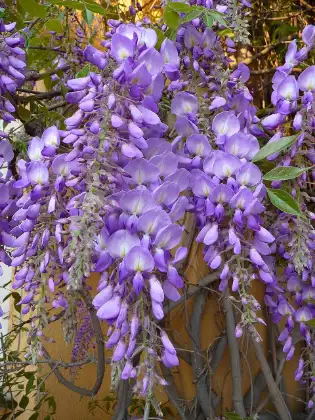 Blauweregen