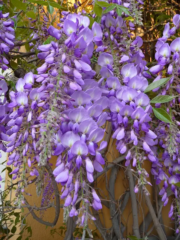 Blauweregen (Wisteria sinensis, W. floribunda)