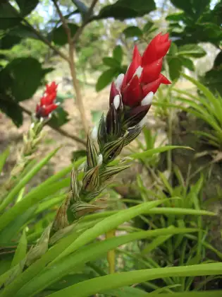 Bromelia