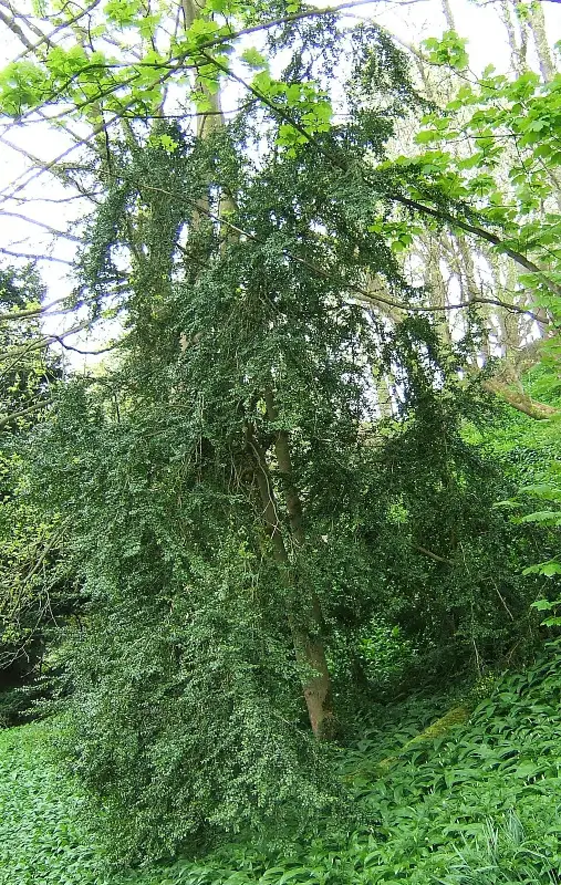 Buxus (Buxus sempervirens)