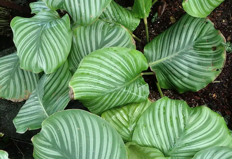 Calathea (Calathea spp. (nu vaak Goeppertia))