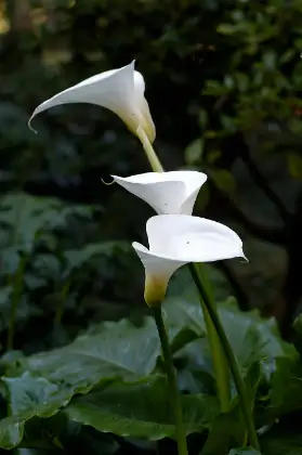 Calla