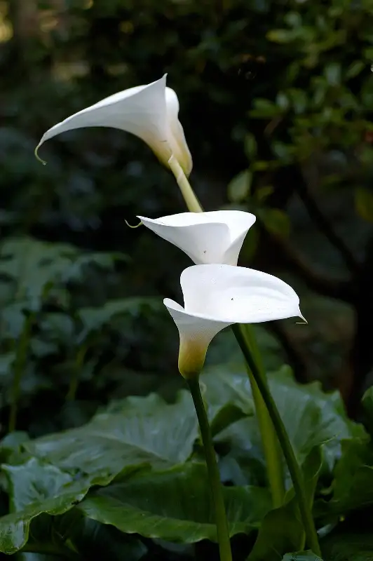 Calla (Zantedeschia spp.)