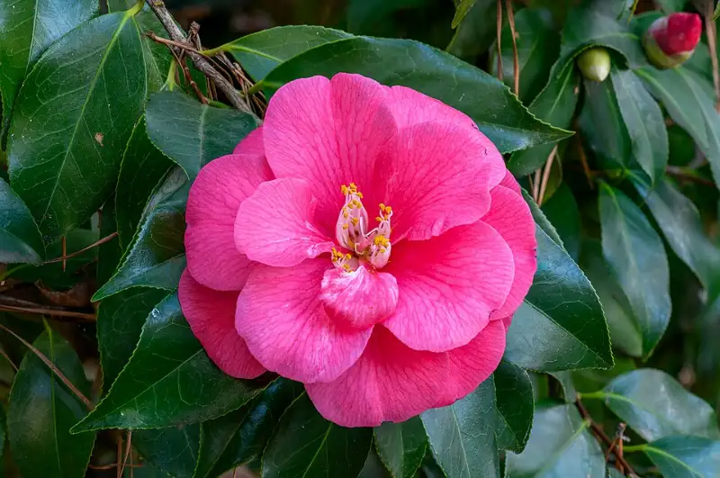 Camelia (Camellia japonica)