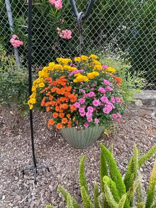 Chrysant