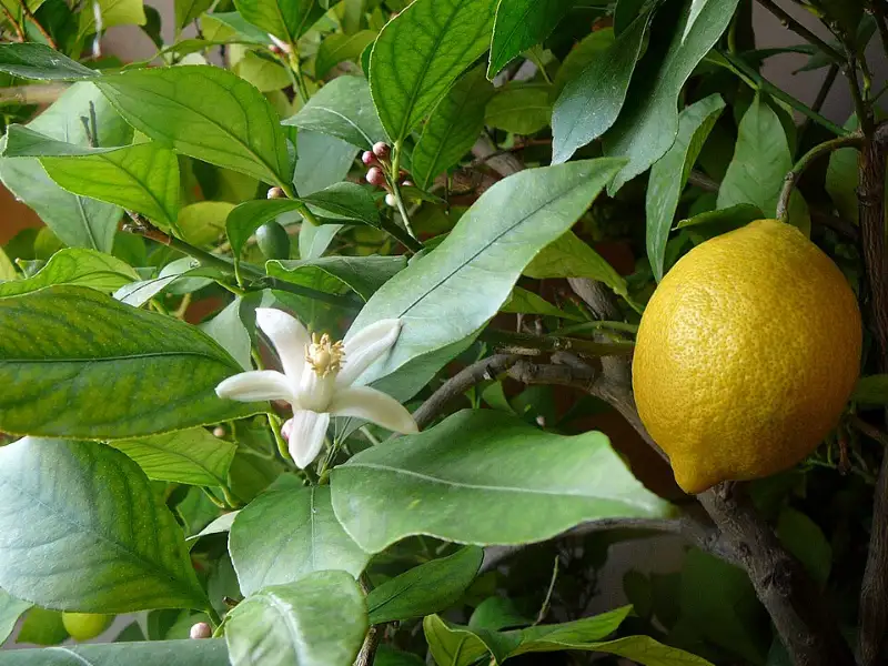 Citroenboom (Citrus limon en andere citrus)