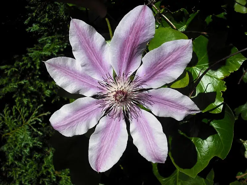 Clematis (Clematis spp.)