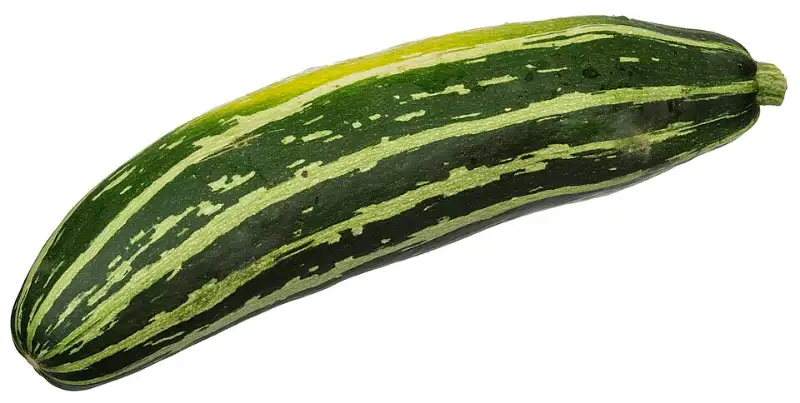 Courgette (Cucurbita pepo)