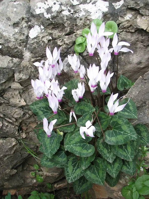 Cyclaam (Cyclamen persicum)