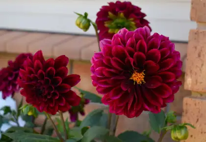 Dahlia