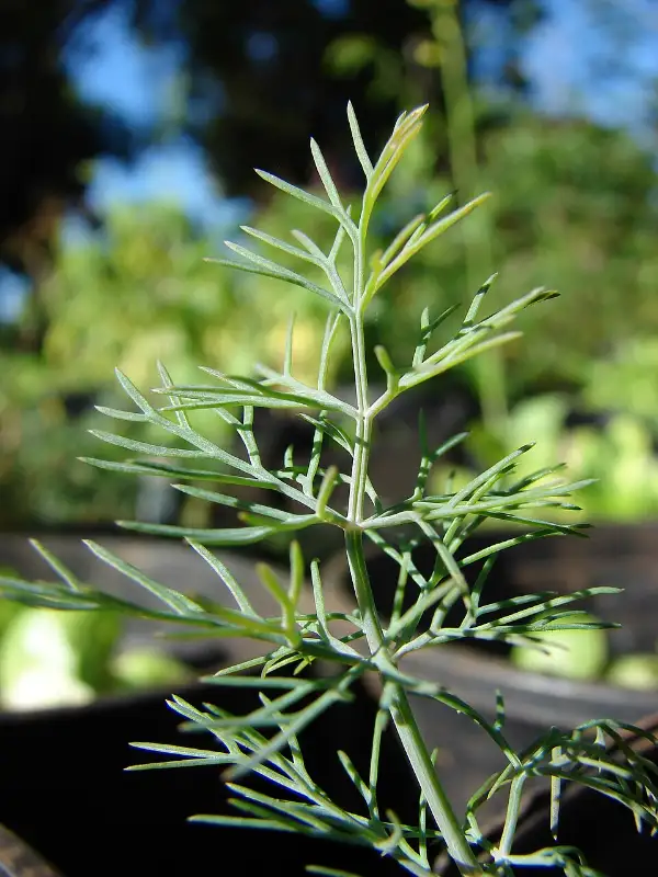 Dille (Anethum graveolens)
