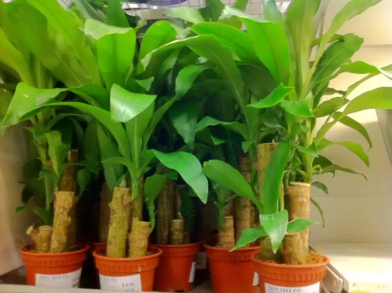 Dracaena (Dracaena fragrans, Dracaena marginata en andere)