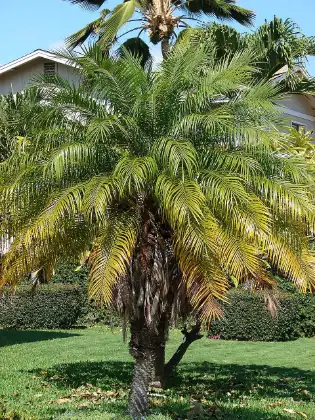 Dwergdadelpalm