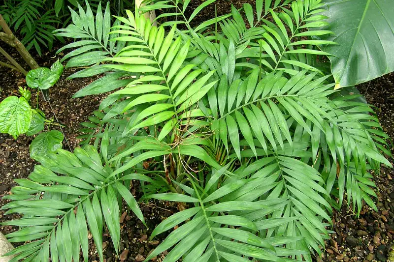 Dwergpalm (Chamaedorea elegans)