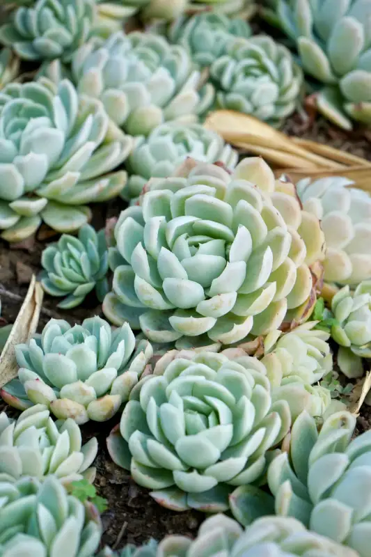 Echeveria (Echeveria spp.)