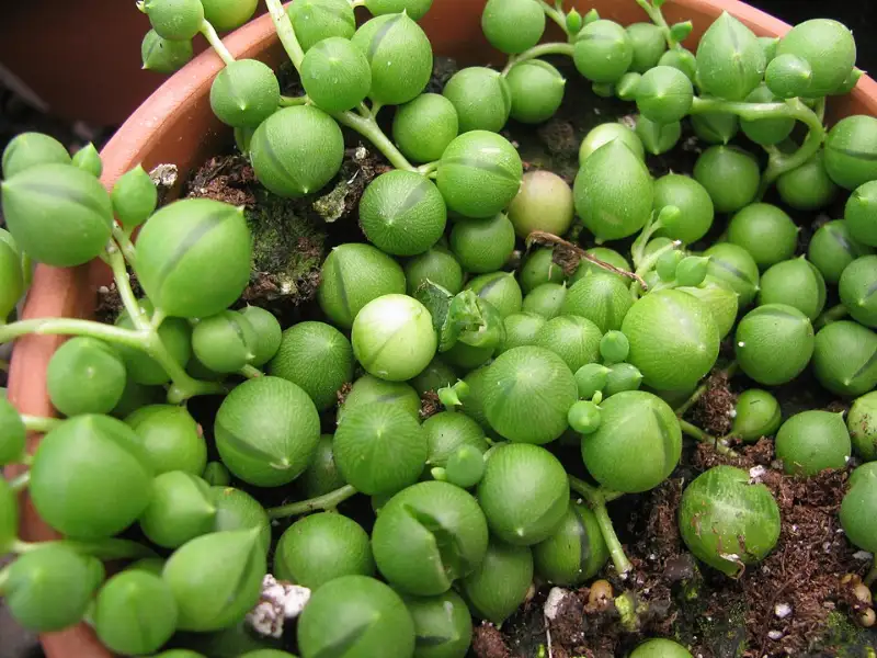 Erwtenplant (Curio rowleyanus (Senecio rowleyanus))