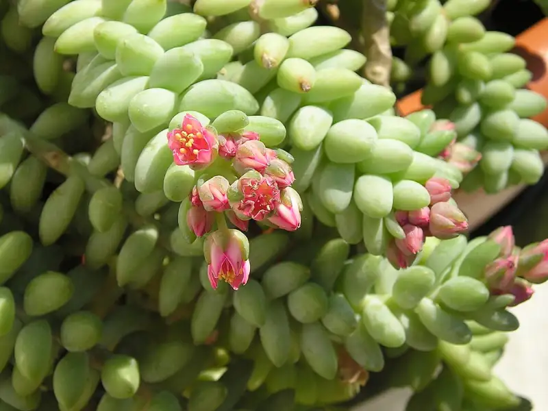 Ezelsoor (Sedum morganianum)