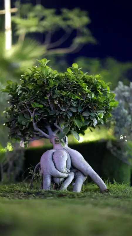 Ficus ginseng (Ficus microcarpa)