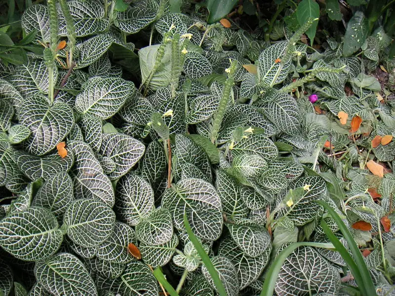 Fittonia (Fittonia albivenis (verschaffeltii))
