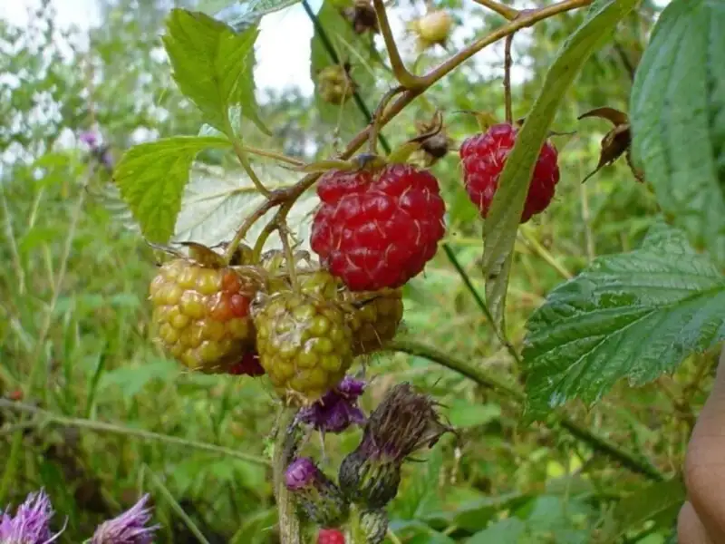 Framboos (Rubus idaeus)