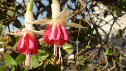 Fuchsia