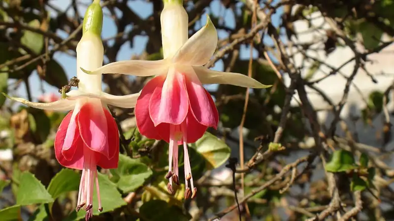 Fuchsia (Fuchsia spp.)