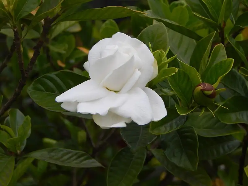 Gardenia (Gardenia jasminoides)