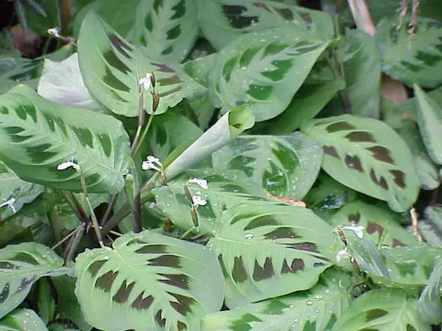 Gebedsplant (Maranta leuconeura)