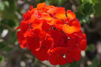 Geranium