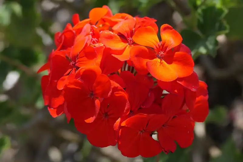 Geranium (Pelargonium spp.)