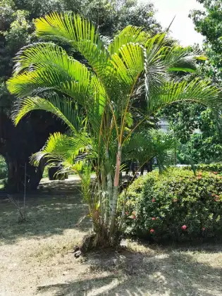 Goudpalm