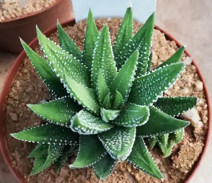 Haworthia